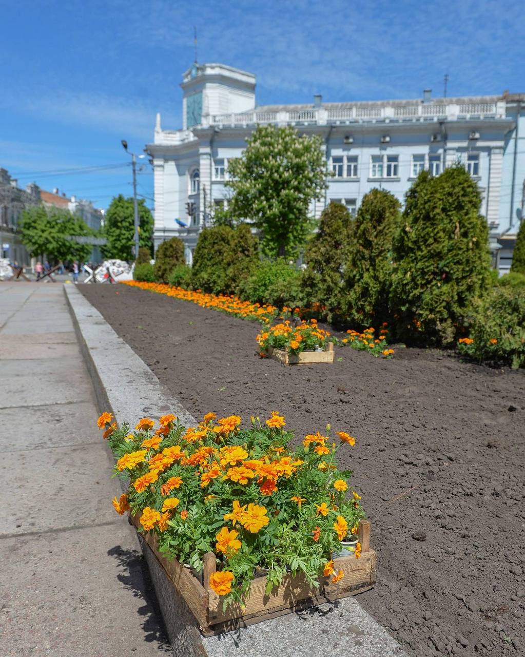 2400 чорнобривців висадили працівники «Зеленбуду»!